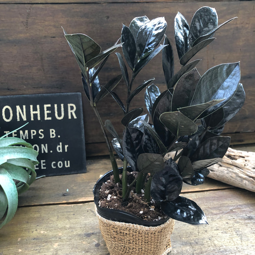 レイヴン♡超希少♡黒い観葉植物♡ザミオクルカス♡ アートフラワー