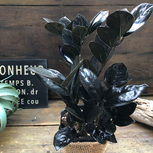 黒葉がカッコいい‼︎ ザミオカルカス レイヴン 6号鉢 観葉植物 レイヴン♡超希少♡黒い観葉植物♡ザミオクルカス♡ アートフラワー