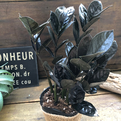 レイヴン♡超希少♡黒い観葉植物♡ザミオクルカス♡ アートフラワー