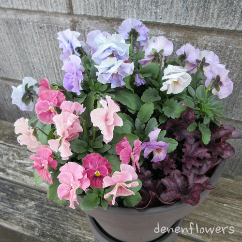 R-01：フリル咲きパンジー シエルブリエの寄せ植え ピンク＆ブルー系