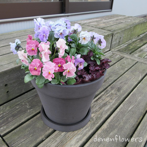 R-01：フリル咲きパンジー シエルブリエの寄せ植え ピンク＆ブルー系