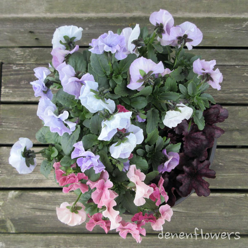 R-01：フリル咲きパンジー シエルブリエの寄せ植え ピンク＆ブルー系