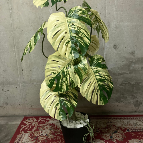 光触媒 人工観葉植物 ウォールグリーン フェイクグリーン 斑入り 光触媒 人工観葉植物 ウォールグリーン フェイクグリーン 斑入り