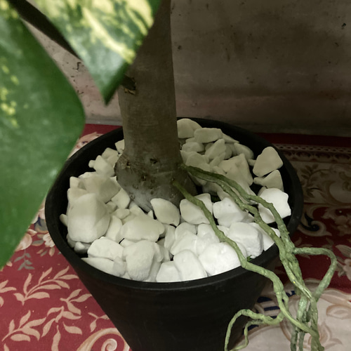 光触媒 人工観葉植物 ウォールグリーン フェイクグリーン 斑入り 光触媒 人工観葉植物 ウォールグリーン フェイクグリーン 斑入り