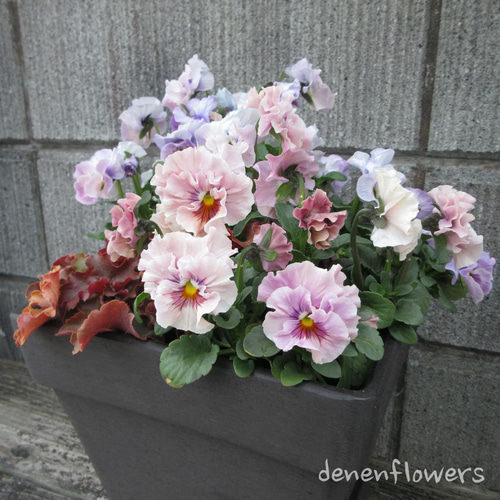 S-01：フリル咲きパンジー シエルブリエの寄せ植え ピンク＆ブルー系