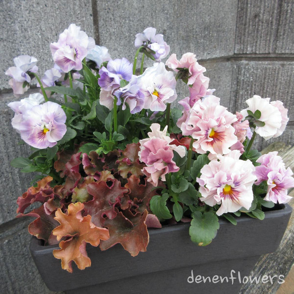 S-01：フリル咲きパンジー シエルブリエの寄せ植え ピンク＆ブルー系