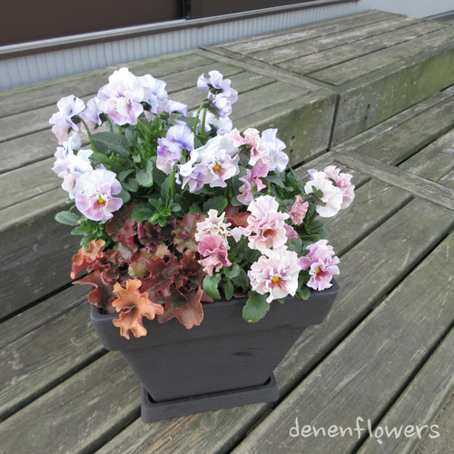 S-01：フリル咲きパンジー シエルブリエの寄せ植え ピンク＆ブルー系