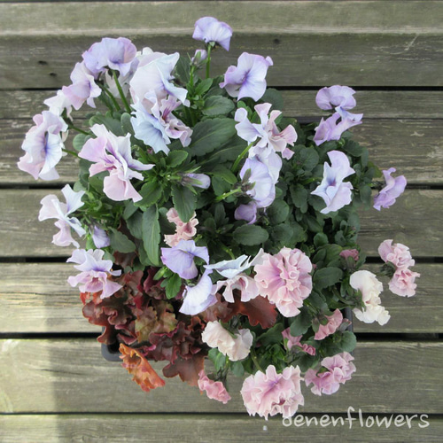 S-01：フリル咲きパンジー シエルブリエの寄せ植え ピンク＆ブルー系