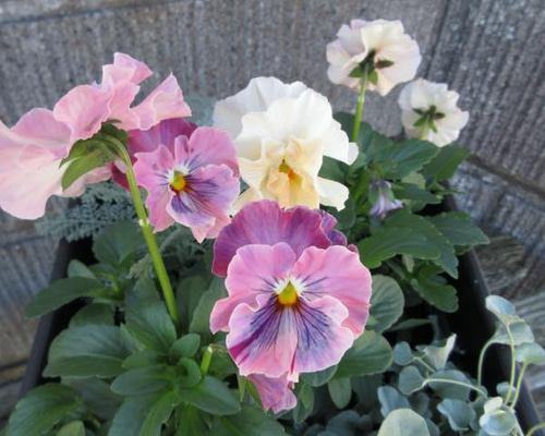 S-02：フリル咲きパンジー シエルブリエの寄せ植え その他インテリア