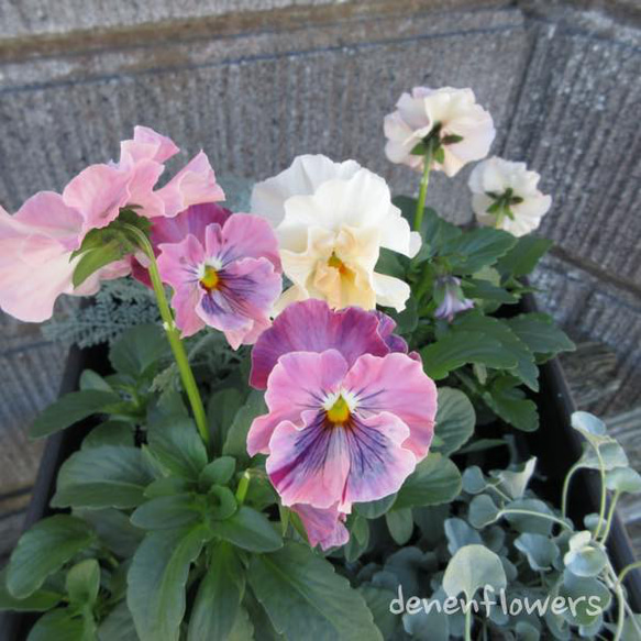 S-02：フリル咲きパンジー シエルブリエの寄せ植え その他インテリア