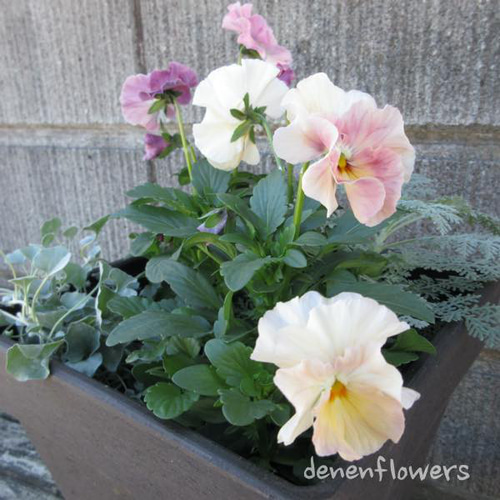 S-02：フリル咲きパンジー シエルブリエの寄せ植え その他インテリア