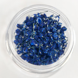 TUBOMI　Dロイヤルブルー　かすみ草　ドライフラワー  蕾　青　花材　染め 2枚目の画像