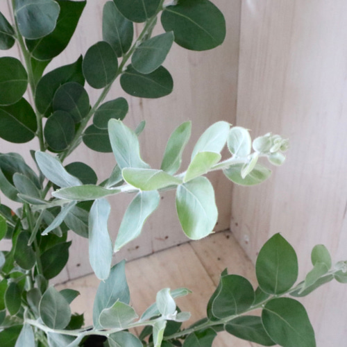 アカシア♡パールアカシア♡シンボルツリー♡ アートフラワー nico