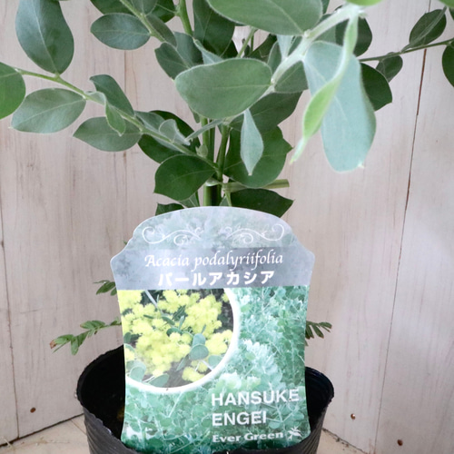 アカシア♡パールアカシア♡シンボルツリー♡ アートフラワー nico