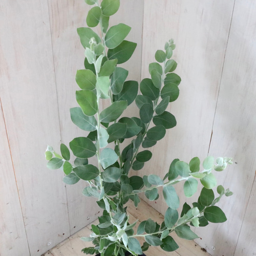 アカシア♡パールアカシア♡シンボルツリー♡ アートフラワー nico