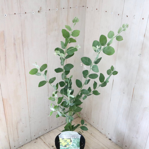 アカシア♡パールアカシア♡シンボルツリー♡ アートフラワー nico