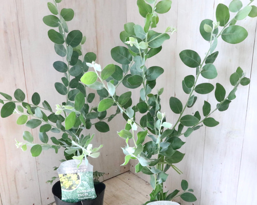 d28ca5a80e3c8c536d63d8c6ebed7c