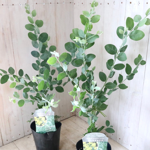 アカシア♡パールアカシア♡シンボルツリー♡ アートフラワー nico