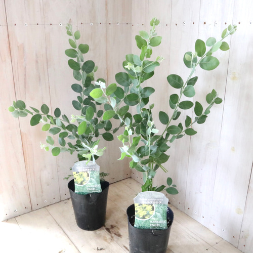 アカシア♡パールアカシア♡シンボルツリー♡ アートフラワー nico