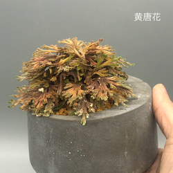  第3張的照片