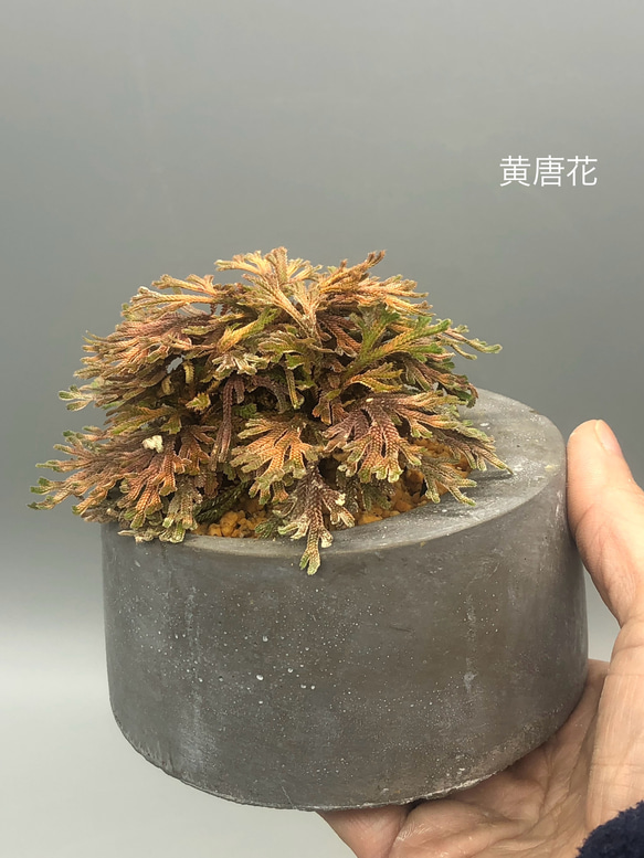  第3張的照片