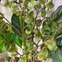 光触媒　人工観葉植物　ウォールグリーン　フェイクグリーン　シーグレープカラテアアレンジgptj 5枚目の画像