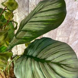 光触媒　人工観葉植物　ウォールグリーン　フェイクグリーン　シーグレープカラテアアレンジgptj 7枚目の画像