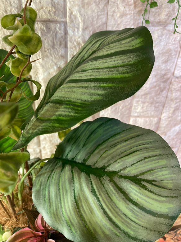 光触媒　人工観葉植物　ウォールグリーン　フェイクグリーン　シーグレープカラテアアレンジgptj 7枚目の画像