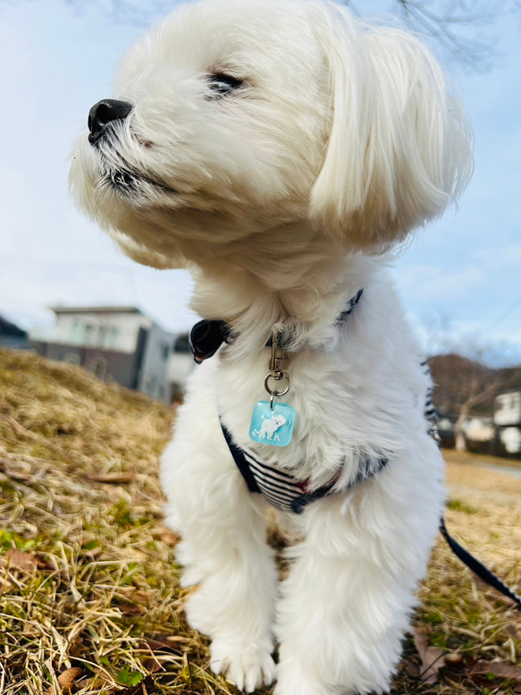 ペット　ネームタグ　名入れ　迷子札　セミオーダー　ワンちゃん　犬　キーホルダー 15枚目の画像