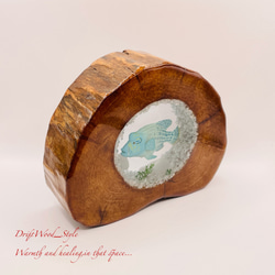 流木を使ったレジンアート ナポレオンフィッシュ 海の生き物 ジオラマ 流木 レジンアート テラリウム アクアリウム N4 4枚目の画像