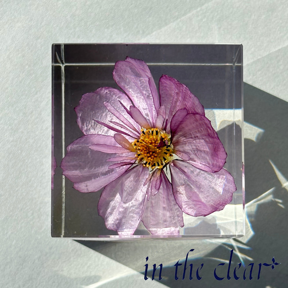 植物標本　コスモス　紫　レジン　５センチキューブ 2枚目の画像