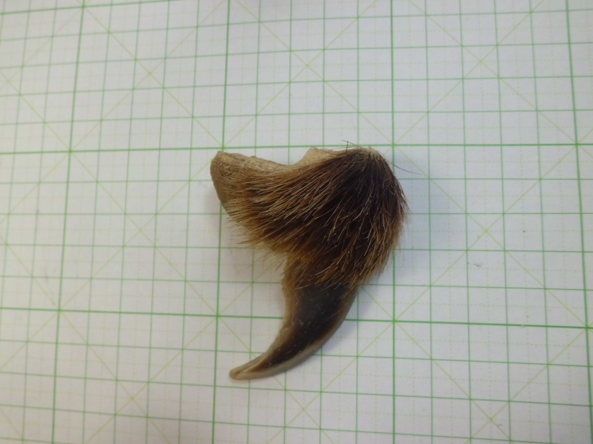 野生のヒグマの爪（大）9個 野生のヒグマの爪（大）9個 野生のヒグマの爪（大）9個