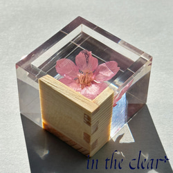 植物標本　桜酒　桜と枡　ウッドレジン 8枚目の画像