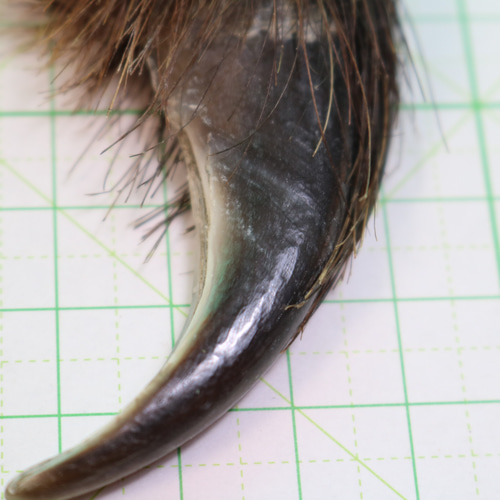 野生のヒグマの爪（大）9個 野生のヒグマの爪（大）9個