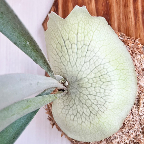 ビカクシダ ベイチー 板付 観葉植物 壁掛け コウモリラン