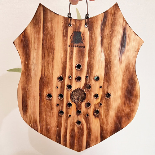 オシャレ観葉植物！元気な板付ビカクシダ コウモリラン 古材使用でいい