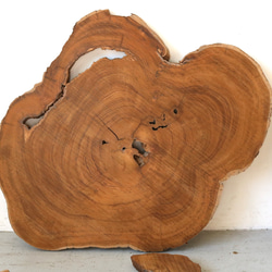 チーク材原木スライス　ディスプレイ台　木工材　チーク材料 7枚目の画像