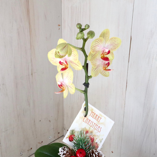 クリスマス♡マイクロ胡蝶蘭♡胡蝶蘭♡シャルネ鉢♡ アートフラワー