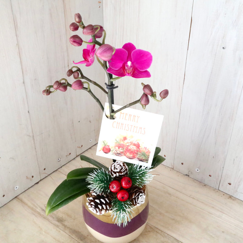 クリスマス♡マイクロ胡蝶蘭♡胡蝶蘭♡シャルネ鉢♡ アートフラワー