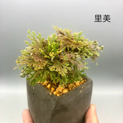  第9張的照片