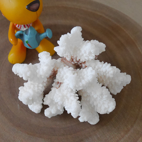 宮古島産 天然 サンゴ 149g 割れ物注意！素材販売 インテリア