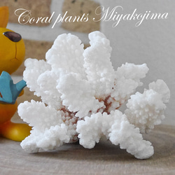 【セール❗️】天然アップル珊瑚　置物 宮古島産 天然 サンゴ 149g 割れ物注意！素材販売 インテリア コーラル