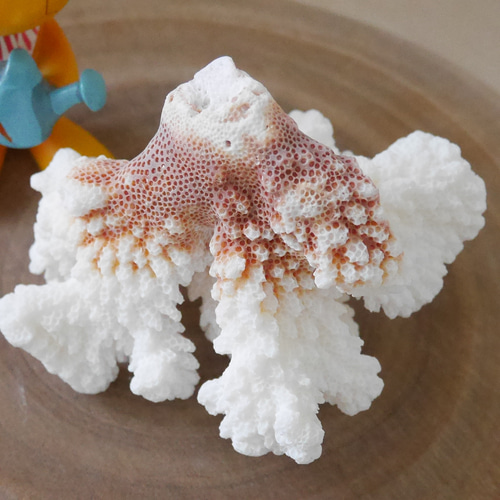 宮古島産 天然 サンゴ 149g 割れ物注意!素材販売 インテリア 宮古島産 天然 サンゴ 149g 割れ物注意!素材販売 インテリア