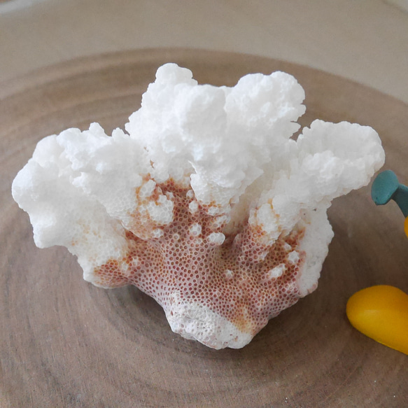 宮古島産 天然 サンゴ 149g 割れ物注意！素材販売 インテリア コーラル 珊瑚 置物 16枚目の画像