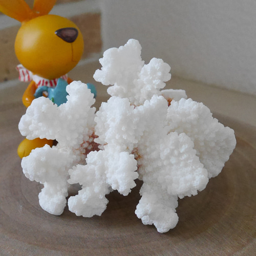 宮古島産 天然 サンゴ 149g 割れ物注意!素材販売 インテリア 宮古島産 天然 サンゴ 149g 割れ物注意!素材販売 インテリア