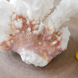 宮古島産 天然 サンゴ 149g 割れ物注意！素材販売 インテリア コーラル 珊瑚 置物 17枚目の画像