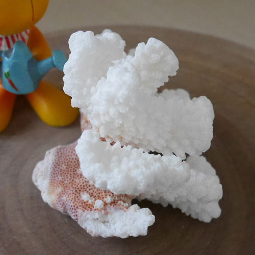 宮古島産 天然 サンゴ 149g 割れ物注意!素材販売 インテリア 宮古島産 天然 サンゴ 149g 割れ物注意!素材販売 インテリア