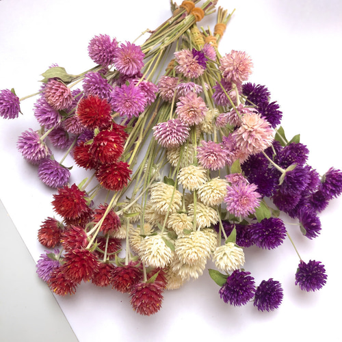 ドライフラワー 小分け】ドライフラワー アスパラ オフホワイト 葉物 白素材 | ク