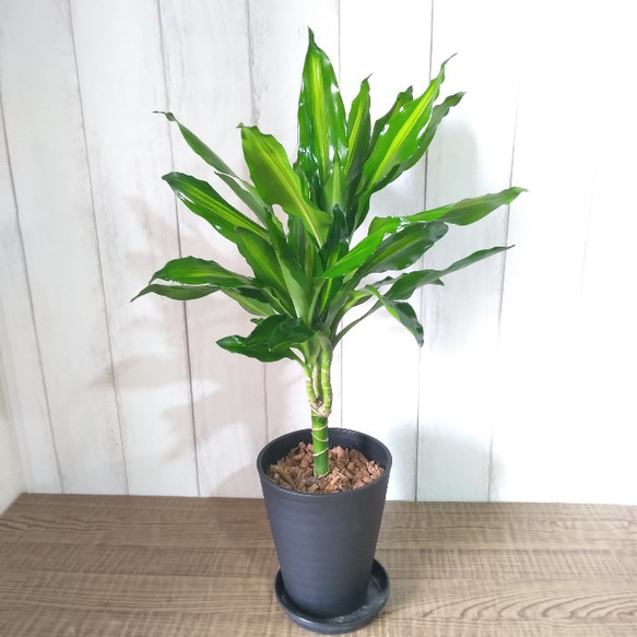 ドラセナ・ジュレ 観葉植物 流通量の少ない珍しい品種 高級