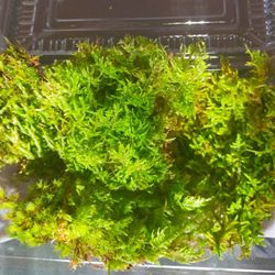 隠れ家付き！自然の中の飼育箱苔テラリウム、（30センチキューブ
